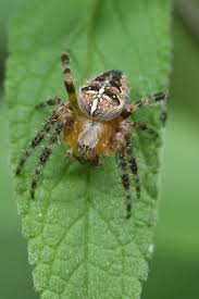 Attēlu rezultāti vaicājumam “Araneus diadematus juvenile”