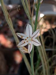 Image result for Asphodelus fistulosus