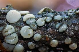 Attēlu rezultāti vaicājumam “Vibrissea decolorans”