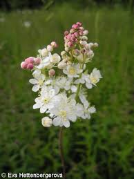 Image result for Filipendula vulgaris