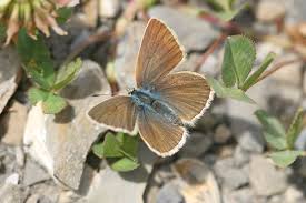 Attēlu rezultāti vaicājumam “Agrodiaetus damon underside”