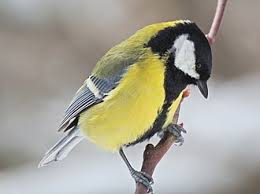 Attēlu rezultāti vaicājumam “Parus major female”
