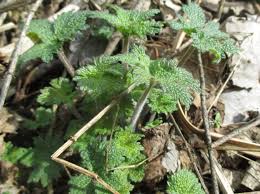 Attēlu rezultāti vaicājumam “Leonurus quinquelobatus”