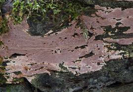 Attēlu rezultāti vaicājumam “Junghuhnia collabens”