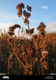 Attēlu rezultāti vaicājumam “Amaranthus retroflexus flower”