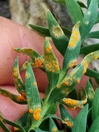 Attēlu rezultāti vaicājumam “Melampsora magnusiana”