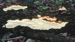 Attēlu rezultāti vaicājumam “Phellinus chrysoloma”