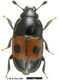 Attēlu rezultāti vaicājumam “Glischrochilus grandis”