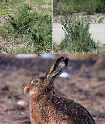 Attēlu rezultāti vaicājumam “Lepus sp.”