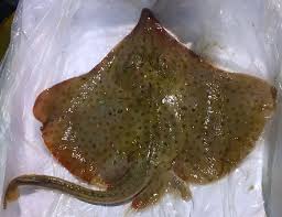 Image result for Dipturus laevis