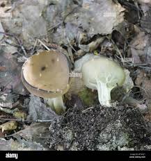 Attēlu rezultāti vaicājumam “Helvella acetabulum”