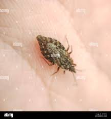 Attēlu rezultāti vaicājumam “Aradus betulae”