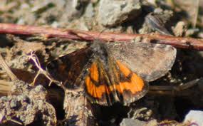 Attēlu rezultāti vaicājumam “Boudinotiana notha”