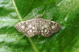 Attēlu rezultāti vaicājumam “Anania stachydalis”