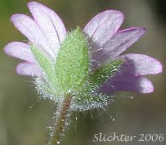Attēlu rezultāti vaicājumam “Geranium molle flower”