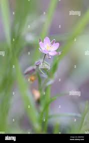 Attēlu rezultāti vaicājumam “Spergularia rubra flower”