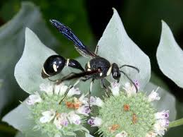 Attēlu rezultāti vaicājumam “Vespidae”
