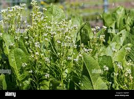 Attēlu rezultāti vaicājumam “Armoracia rusticana bud”