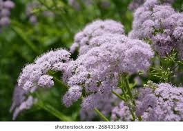 Attēlu rezultāti vaicājumam “Pimpinella major leaf”