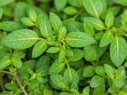 Attēlu rezultāti vaicājumam “Thymus serpyllum leaf”