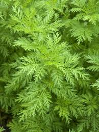 Image result for Artemisia annua