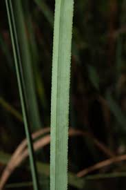 Attēlu rezultāti vaicājumam “Cladium mariscus bud”