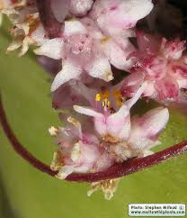 Attēlu rezultāti vaicājumam “Cuscuta epithymum subsp. trifolii flower”