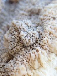 Attēlu rezultāti vaicājumam “Phlebia serialis”