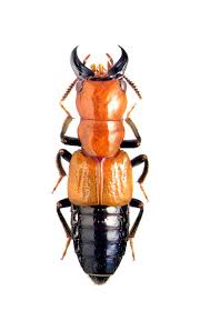 Attēlu rezultāti vaicājumam “Oxyporus”