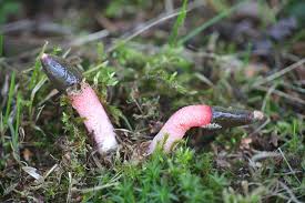 Attēlu rezultāti vaicājumam “Mutinus ravenelii”