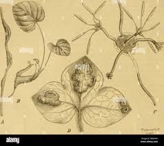 Attēlu rezultāti vaicājumam “Urocystis anemones spores”