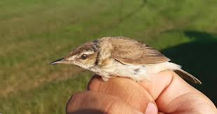 Image result for Acrocephalus agricola