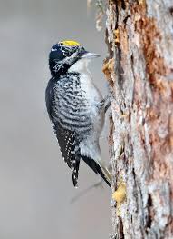 Attēlu rezultāti vaicājumam “Picoides tridactylus adult”