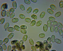 Attēlu rezultāti vaicājumam “Basidioradulum radula”