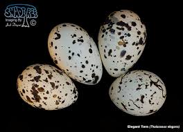 Attēlu rezultāti vaicājumam “Chlidonias niger eggs”