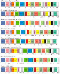 Attēlu rezultāti vaicājumam “Aleurochiton aceris”