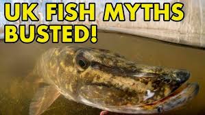 Image result for Liza ramada