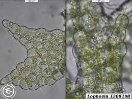 Attēlu rezultāti vaicājumam “Lophozia”