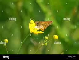 Attēlu rezultāti vaicājumam “Ochlodes sylvanus female”