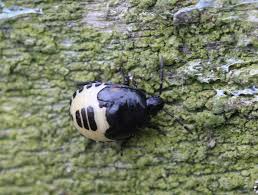 Attēlu rezultāti vaicājumam “Eurydema dominulus imago”