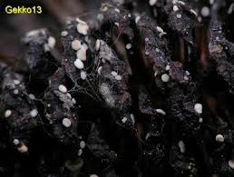 Attēlu rezultāti vaicājumam “Mollisia amenticola”