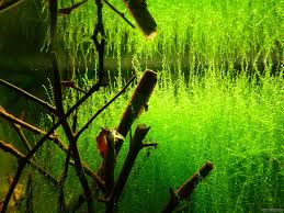 Attēlu rezultāti vaicājumam “Drepanocladus aduncus”