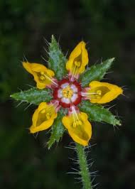 Attēlu rezultāti vaicājumam “Cephalozia loitlesbergeri”