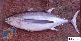Image result for Thunnus alalunga