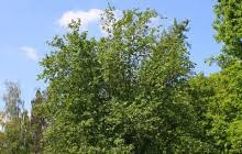 Attēlu rezultāti vaicājumam “Alnus incana”