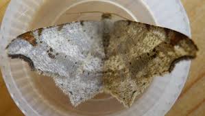 Attēlu rezultāti vaicājumam “Macaria alternata”