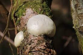 Attēlu rezultāti vaicājumam “Reticularia lycoperdon”