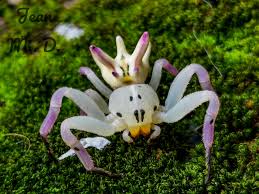 Attēlu rezultāti vaicājumam “Thomisidae”