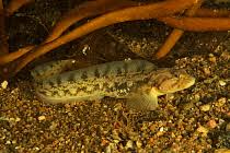 Image result for Zoarces americanus