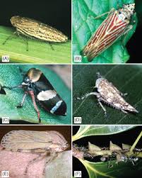Attēlu rezultāti vaicājumam “Auchenorrhyncha”